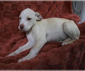 Mutt Dogs for adoption in Thief River Falls, MN, USA
