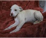 Cloud - Male Mutt Dog for Adoption - Small photo