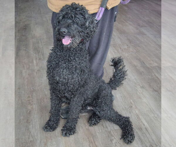 Medium Photo #5 Goldendoodle Puppy For Sale in Huntley, IL, USA