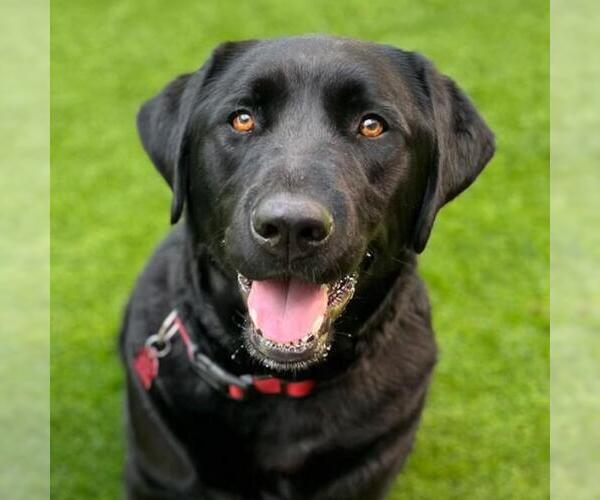 Medium Photo #1 Labrador Retriever Puppy For Sale in San Diego, CA, USA
