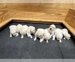 Small Golden Retriever