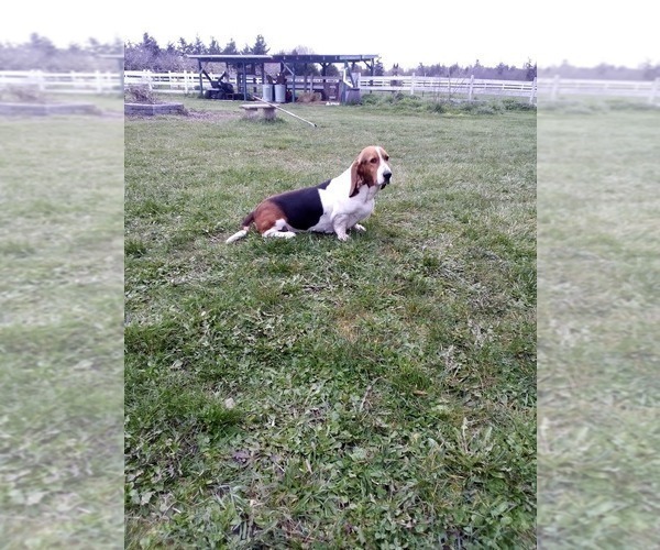 Medium Photo #1 Basset Hound Puppy For Sale in SEQUIM, WA, USA