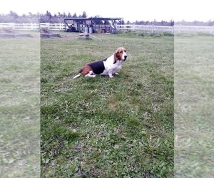 Mother of the Basset Hound puppies born on 05/15/2025