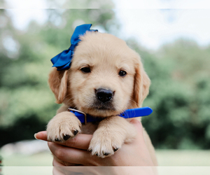 Golden Retriever Puppy for sale in LIBERTY, KY, USA