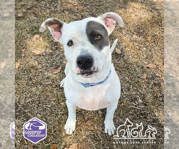 Medium Photo #2 American Pit Bull Terrier Puppy For Sale in Irvine, CA, USA