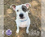 Small #1 American Pit Bull Terrier