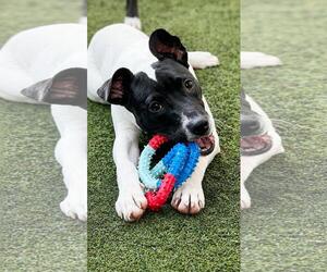 Boxer-Unknown Mix Dogs for adoption in Pompano Beach , FL, USA