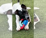 Small Boxer Mix