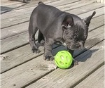 Small #8 French Bulldog