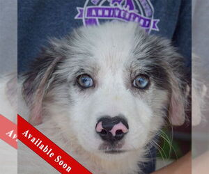 Australian Shepherd-Unknown Mix Dogs for adoption in Huntley, IL, USA
