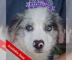 Small Australian Shepherd Mix