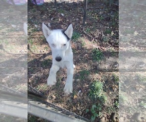 Siberian Husky Puppy for sale in FLORENCE, SC, USA