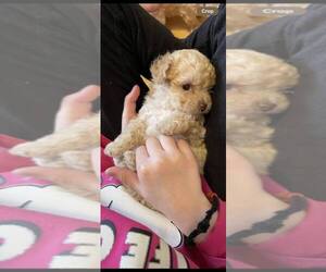 Poodle (Toy) Puppy for sale in NEW CARLISLE, IN, USA