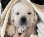 Small Photo #4 Labrador Retriever Puppy For Sale in GLENDALE, CA, USA