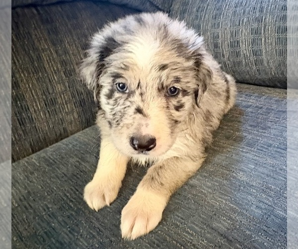 Medium Photo #1 Border Collie Puppy For Sale in JACKSON, KY, USA