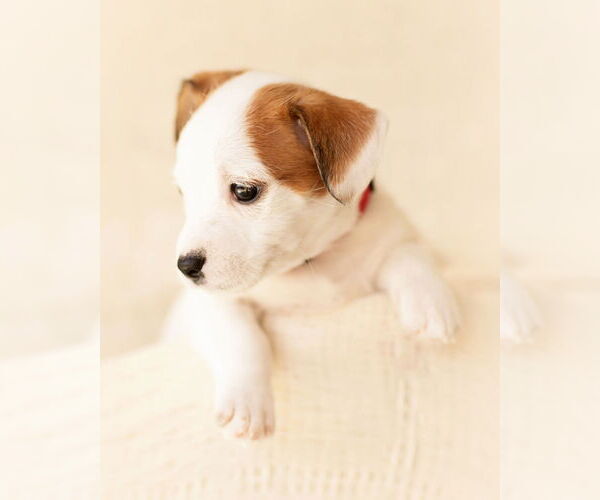 Medium Photo #6 Dachshund Puppy For Sale in Corona, CA, USA