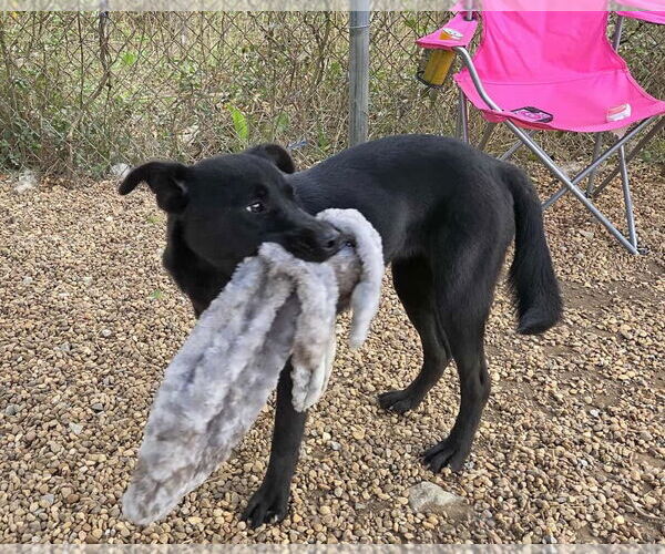 Medium Photo #3 Feist Terrier-Unknown Mix Puppy For Sale in Anniston, AL, USA