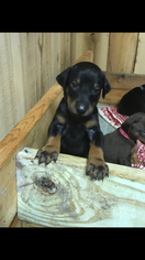 Doberman Pinscher Puppy for sale in LINDSIDE, WV, USA