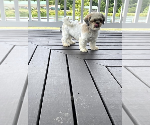Medium Photo #1 ShihPoo Puppy For Sale in BLOOMFIELD, IN, USA