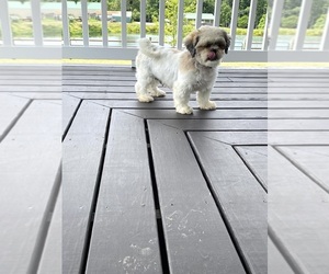 Mother of the ShihPoo puppies born on 06/18/2026