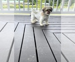 Small Photo #1 ShihPoo Puppy For Sale in BLOOMFIELD, IN, USA