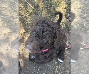 Poodle (Standard) Puppy for sale in FORT WALTON BEACH, FL, USA