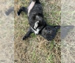 Small Photo #2 Mastiff Puppy For Sale in SPRINGFIELD, TN, USA