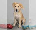 Small #2 Golden Labrador