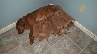 Father of the Golden Retriever puppies born on 03/07/2017