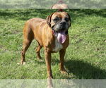 Small #5 Boxer