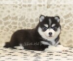 Small #1 Pomsky