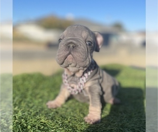 Medium Photo #9 French Bulldog Puppy For Sale in LONG BEACH, CA, USA