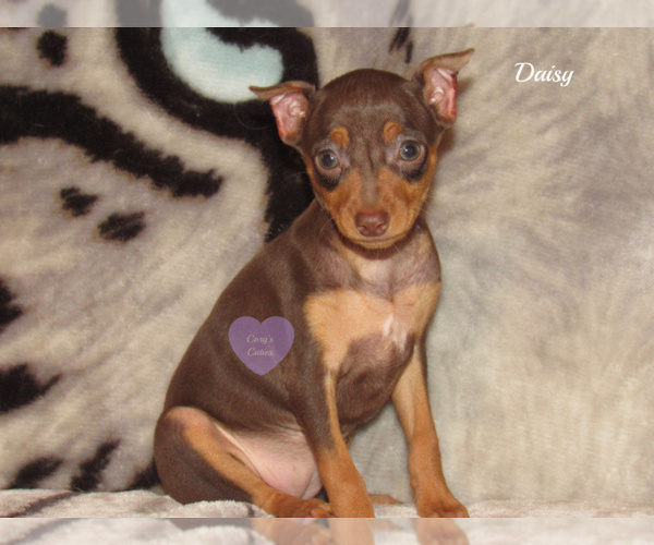 Medium Photo #1 Miniature Pinscher Puppy For Sale in ELKLAND, MO, USA