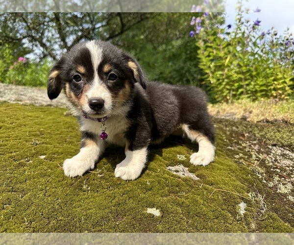 Medium Photo #20 Pembroke Welsh Corgi Puppy For Sale in PERKINSVILLE, VT, USA