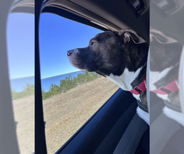 Medium Photo #3 American Pit Bull Terrier Puppy For Sale in Ocala, FL, USA