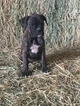 Small Photo #7 Boxer Puppy For Sale in AFTON, WY, USA