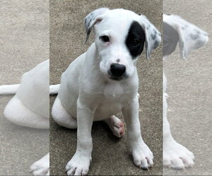 Labrador Retriever-Unknown Mix Dogs for adoption in Rockaway, NJ, USA