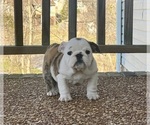 Small Photo #6 English Bulldog Puppy For Sale in COLUMBIA, TN, USA