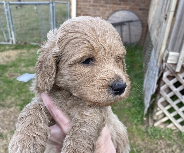 Medium Photo #7 Goldendoodle Puppy For Sale in ARKOMA, OK, USA