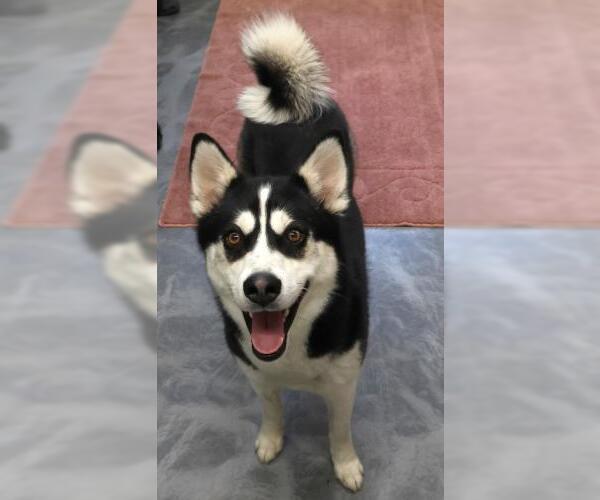 Medium Photo #1 Siberian Husky-Unknown Mix Puppy For Sale in Thief River Falls, MN, USA