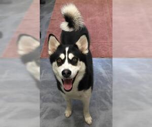 Siberian Husky-Unknown Mix Dogs for adoption in Thief River Falls, MN, USA