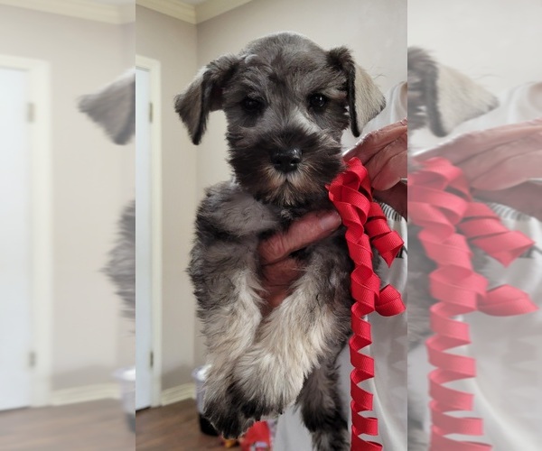 Medium Photo #7 Schnauzer (Miniature) Puppy For Sale in KILGORE, TX, USA