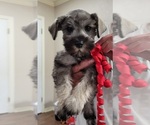 Small Photo #7 Schnauzer (Miniature) Puppy For Sale in KILGORE, TX, USA