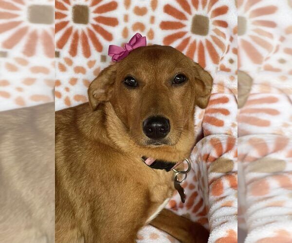 Medium Photo #1 Mutt Puppy For Sale in New York, NY, USA