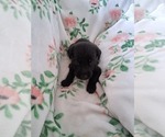 Small #6 German Malinois