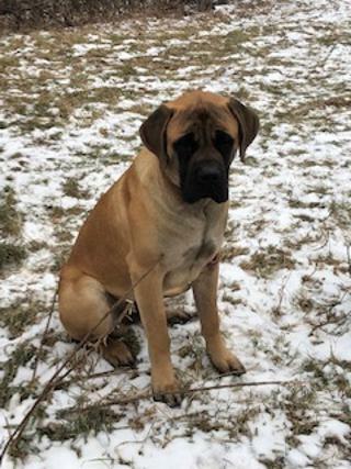 Medium Photo #1 Mastiff Puppy For Sale in GLENWOOD, MN, USA