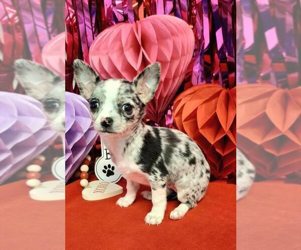 Medium Photo #2 Chihuahua Puppy For Sale in MIAMI, FL, USA