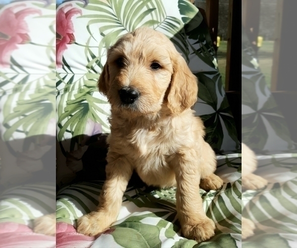Medium Photo #16 Goldendoodle Puppy For Sale in PROSPECT, VA, USA