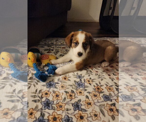 Medium Photo #2 Australian Shepherd-Unknown Mix Puppy For Sale in Emmett, ID, USA