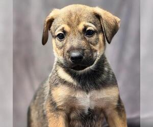 Boxer-Unknown Mix Dogs for adoption in San Diego, CA, USA